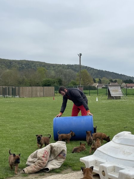 Centre de Formation Cynophile Patrice Foucault - photo 2