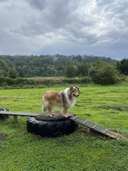 Dog Faculty - photo 2