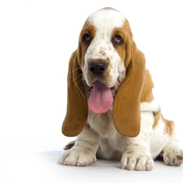 LE PARC DE PLEYBEN - Pension canine féline Élevage chiot Basset hound Bouledogue américain