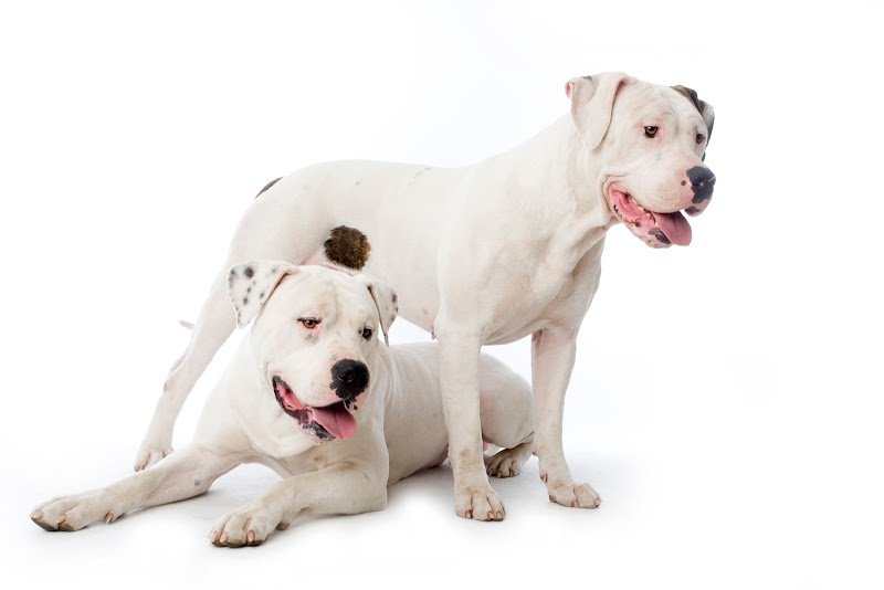 LE PARC DE PLEYBEN - Pension canine féline Élevage chiot Basset hound Bouledogue américain - photo 2