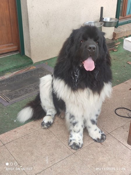 Beauté Canine - photo 2