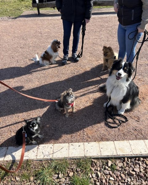 Ophélie Éducation Canine - photo 1