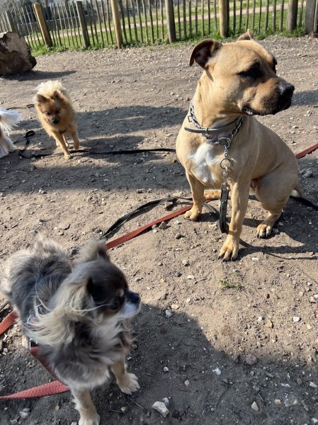 Ophélie Éducation Canine - photo 2