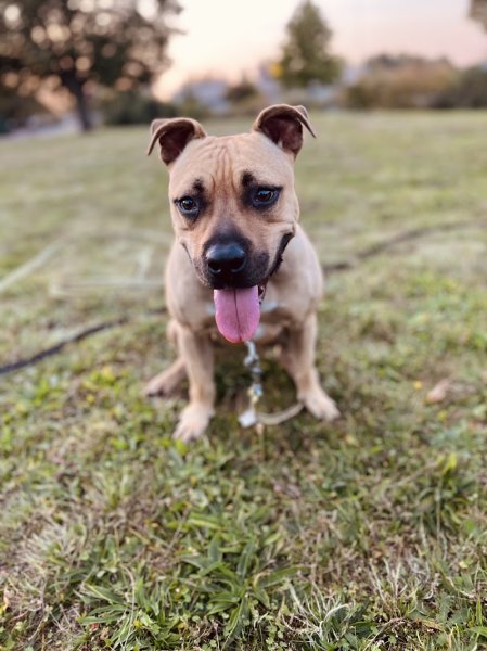 Ophélie Éducation Canine - photo 3