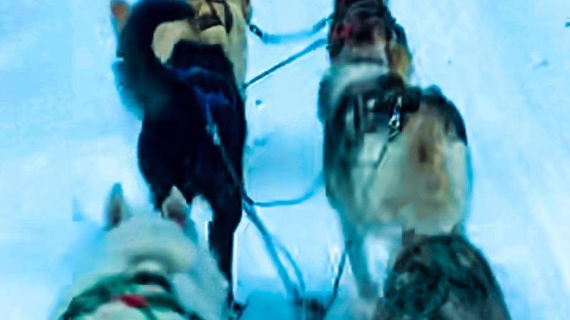 DOG EDUC Academy - photo 1