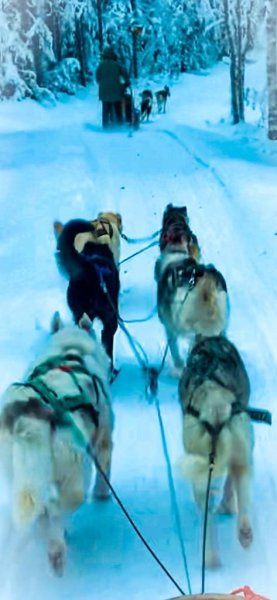 DOG EDUC Academy - photo 2