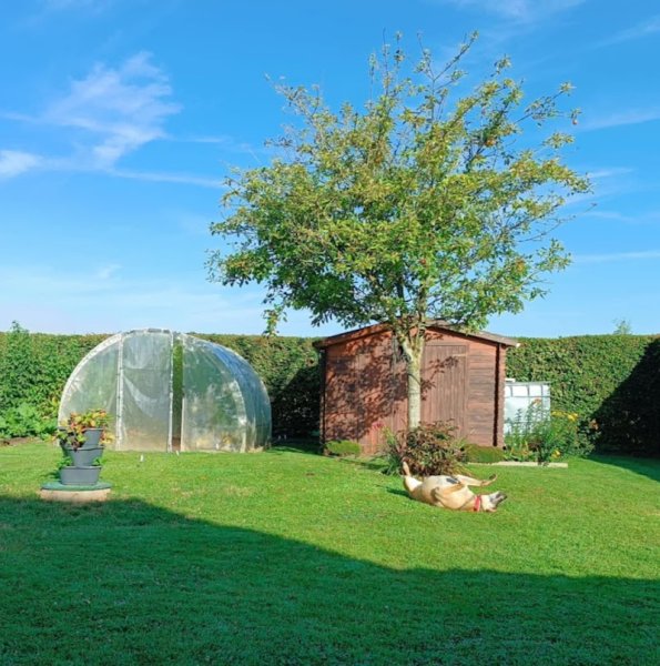 Manon Éducation Canine - A Vue d'Truffe