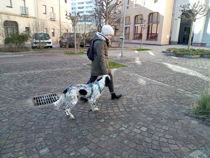 Manon Éducation Canine - A Vue d'Truffe - photo 2