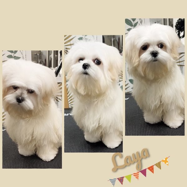 Boucles Dog - photo 1