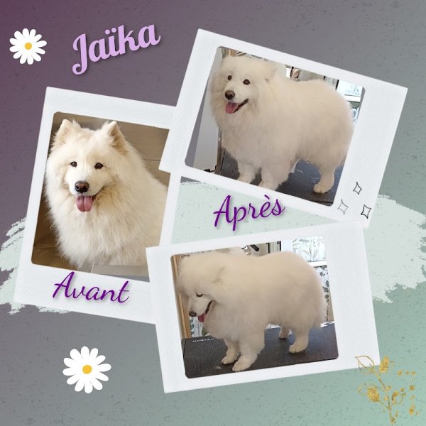 Boucles Dog - photo 2