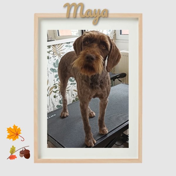 Boucles Dog - photo 3