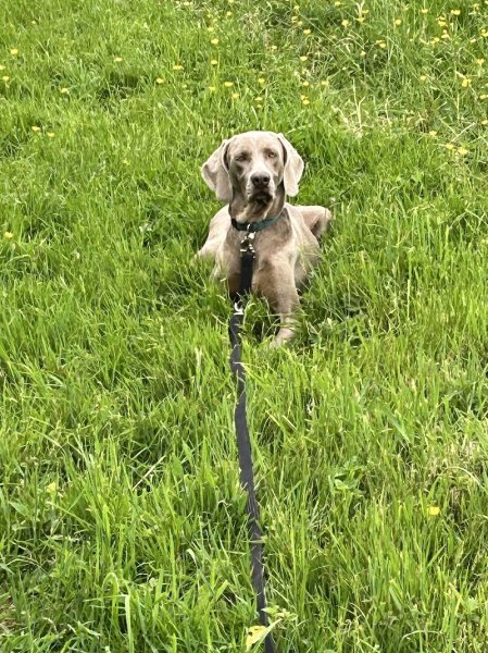 Éducateur canin Respectdogs - photo 2