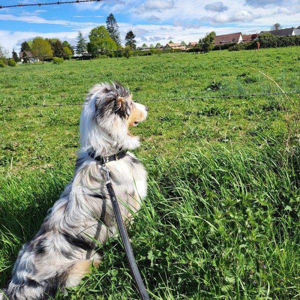 Dogs Family educateur comportementaliste canin - photo 2