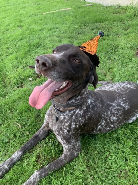 Pension Canine de la Mare de l'Oraille - photo 3