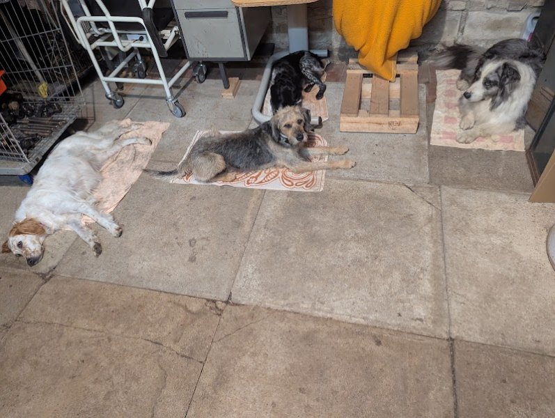 Dog sitting By ė Marcel - photo 2