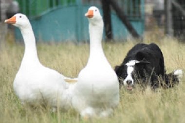 SHEEP DOG MOSS - Educateur canin - photo 2