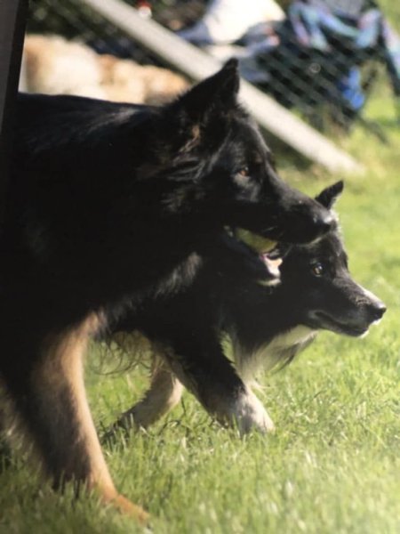 SHEEP DOG MOSS - Educateur canin - photo 3