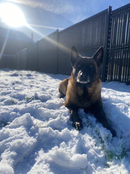 Manon Bouix Ostéopathe animalier, Comportementaliste félin