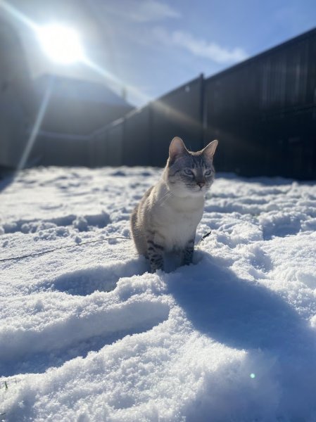 Manon Bouix Ostéopathe animalier, Comportementaliste félin - photo 2