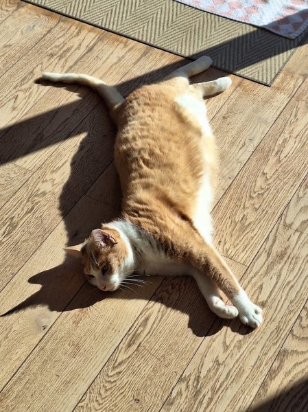 Manon Bouix Ostéopathe animalier, Comportementaliste félin - photo 3