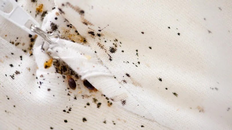 DECADEPHY - Détection & Traitement des punaises de lit , éducation canine - photo 2