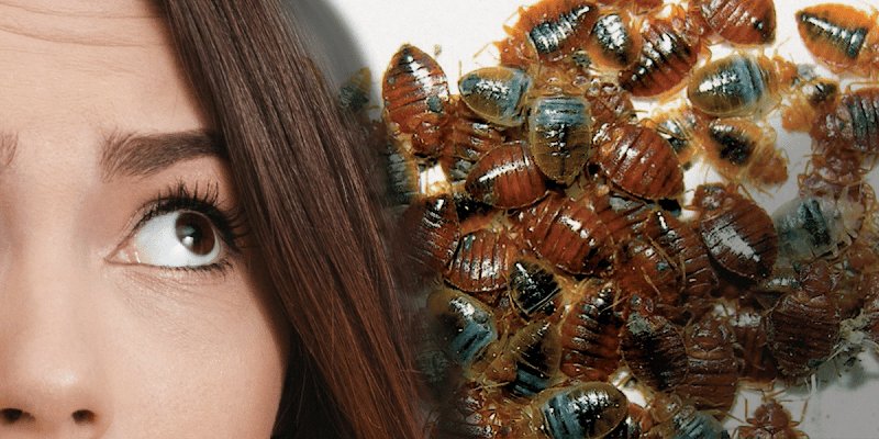 DECADEPHY - Détection & Traitement des punaises de lit , éducation canine - photo 3