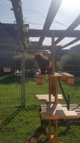 La compagnie des ronrons Pension féline en Normandie (Eure 27) comportementaliste félin - photo 1