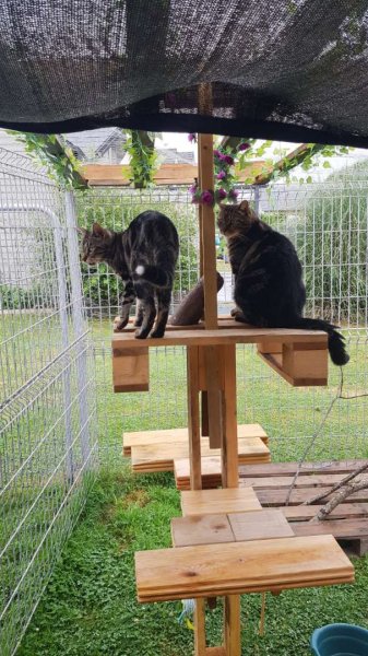 La compagnie des ronrons Pension féline en Normandie (Eure 27) comportementaliste félin - photo 2