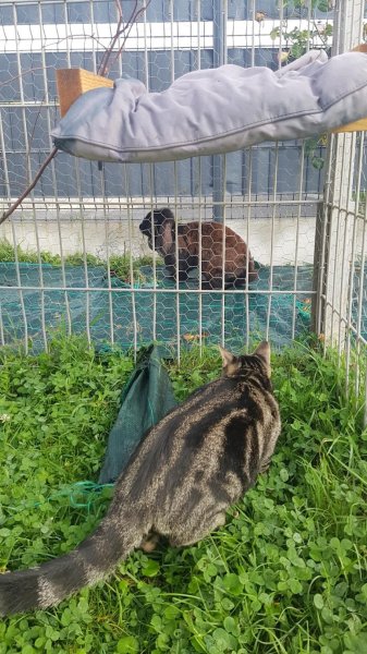 La compagnie des ronrons Pension féline en Normandie (Eure 27) comportementaliste félin - photo 3