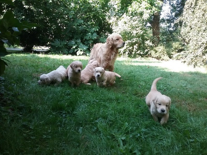 Elevage des Berberis, Pension canine, Education canine