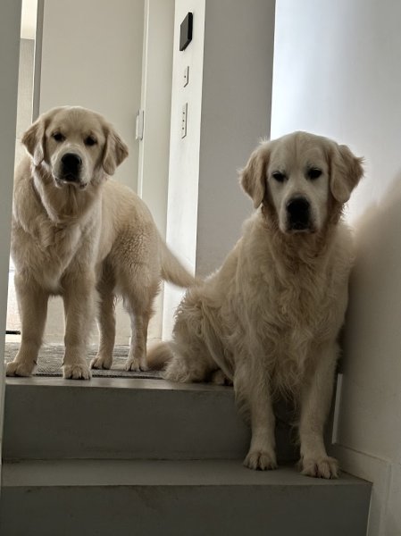 Elevage des Berberis, Pension canine, Education canine - photo 2