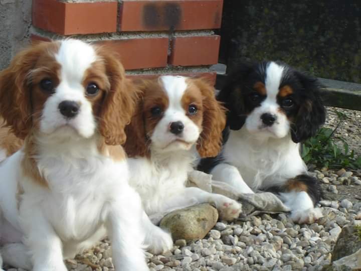 Elevage des Berberis, Pension canine, Education canine - photo 3