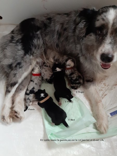 Elevage canin Les Enfants du Plessis