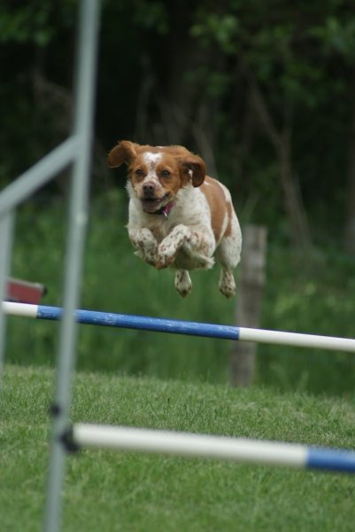 Club canin du Pont de Brotonne - photo 3