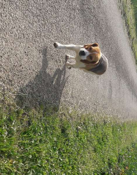 pension canine de la moinerie