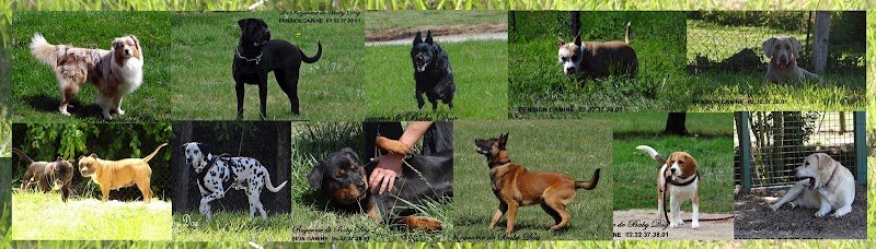 PENSION CANINE Le Royaume De Baby Dog