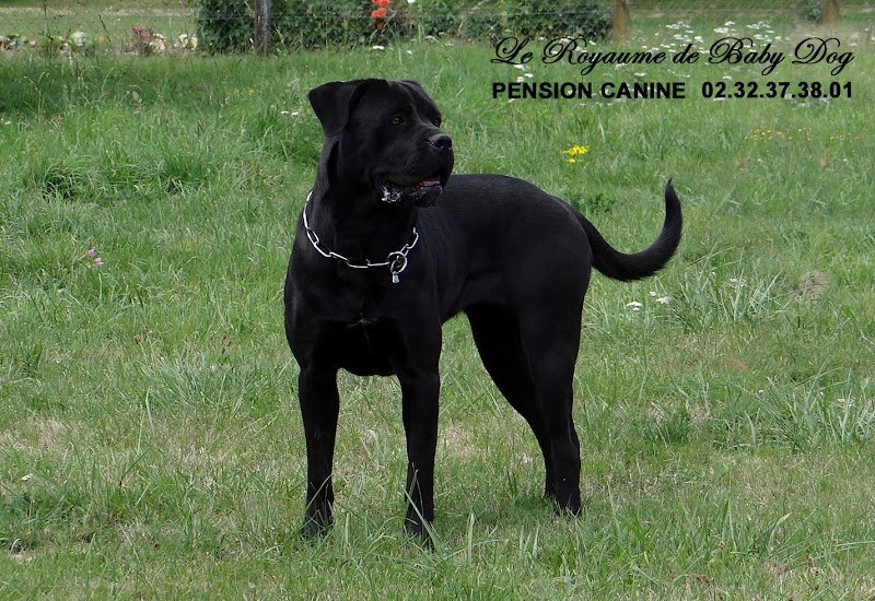 PENSION CANINE Le Royaume De Baby Dog - photo 2