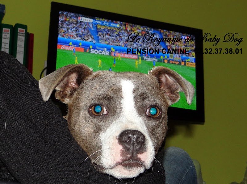 PENSION CANINE Le Royaume De Baby Dog - photo 3