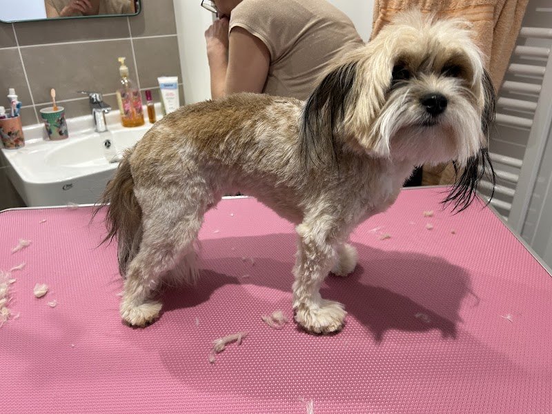 Stephi Dog toilettage - photo 3