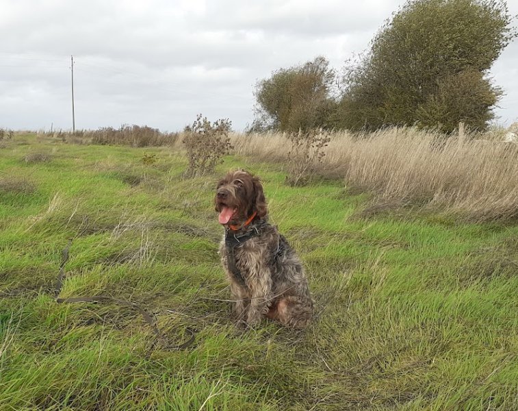 L'Entente Canine - photo 1