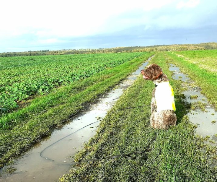 L'Entente Canine - photo 2