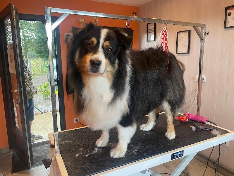 Nany'Dog Toilettage - photo 3