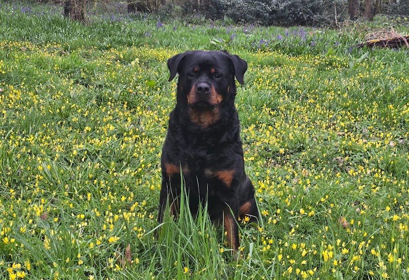 Pension Canine et Féline La Baronnie