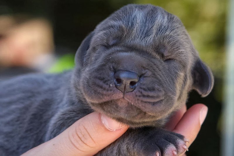 Elevage de dogues allemands et de bouledogues français des Terres de Romandor - photo 1