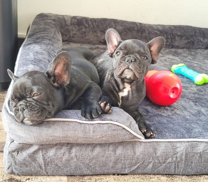 Elevage de dogues allemands et de bouledogues français des Terres de Romandor - photo 2