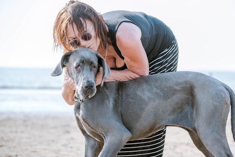 Elevage de dogues allemands et de bouledogues français des Terres de Romandor - photo 3