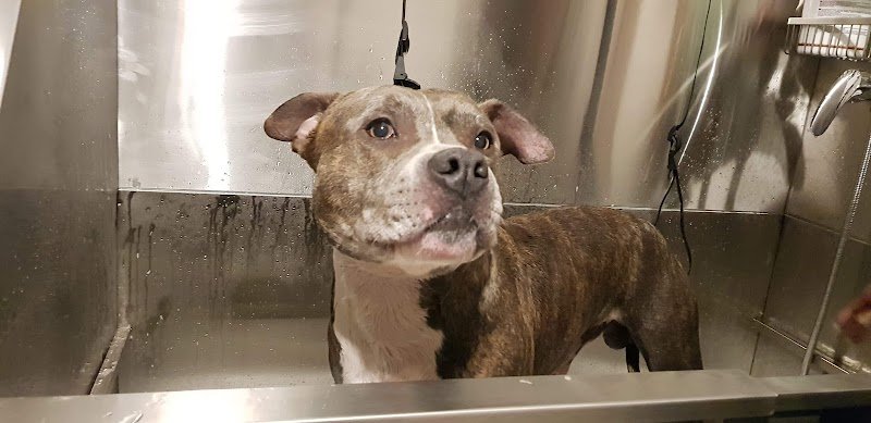 Toilettage Dog'Haircut - photo 2