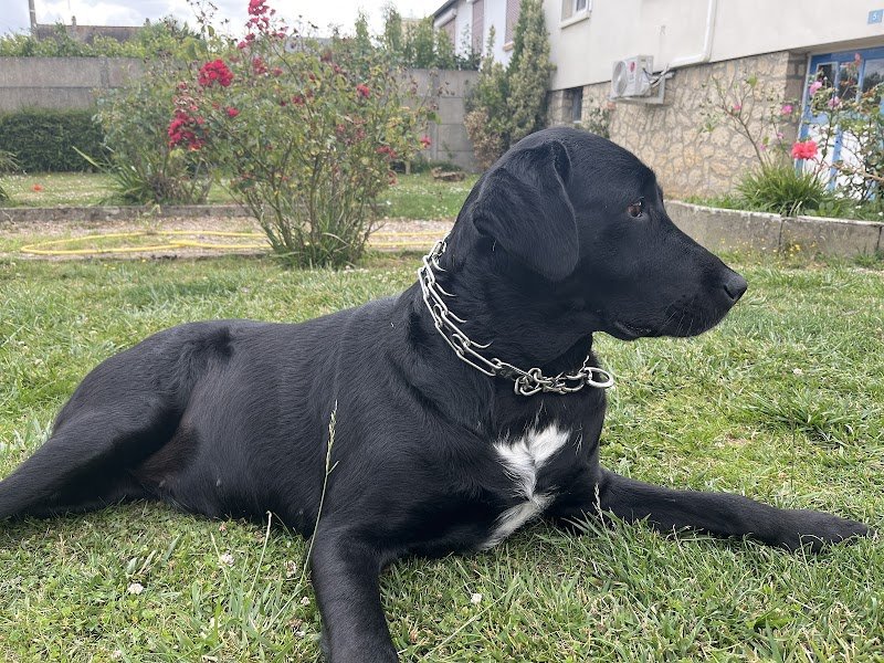 Toilettage Dog'Haircut - photo 3