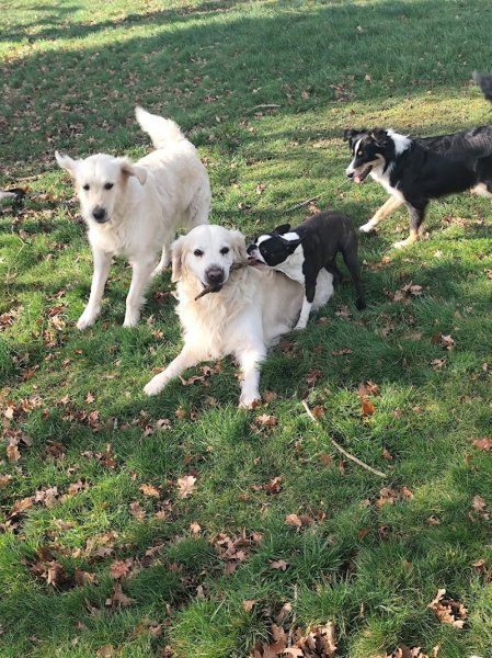 Doggie & co - Promenade et pension canine Normandie - photo 2