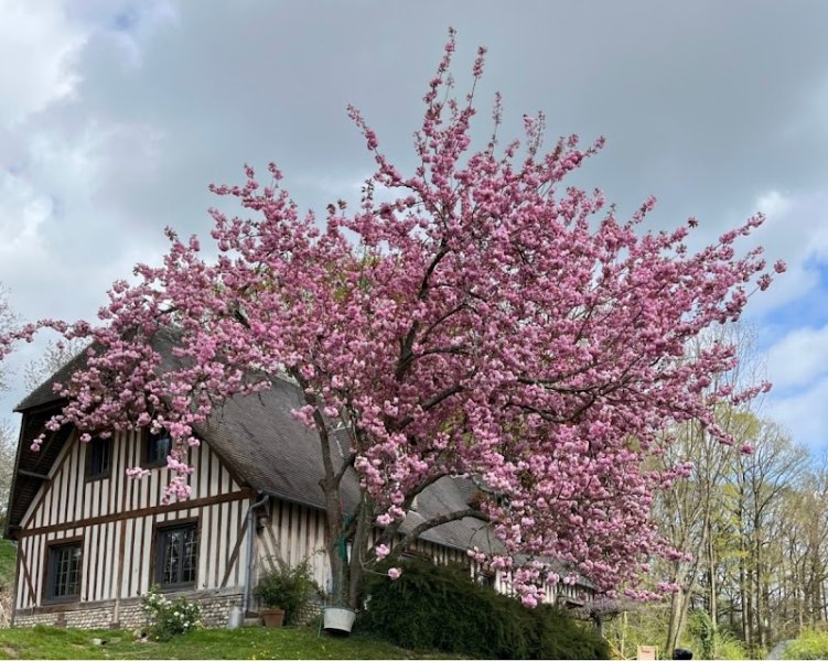 Doggie & co - Promenade et pension canine Normandie - photo 3